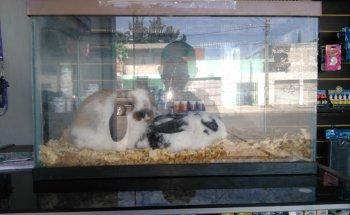 Clínica Veterinaria Orix Sur