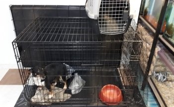 Clínica Veterinaria Orix Sur