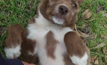 Clínica Veterinaria Orix Sur