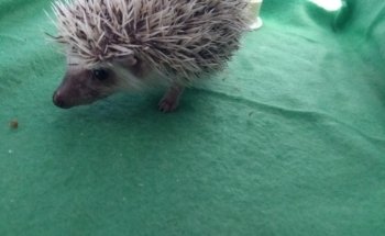 Estética Canina La Mascota