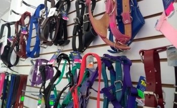 Estética Canina La Mascota