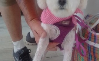 Estética Canina La Mascota