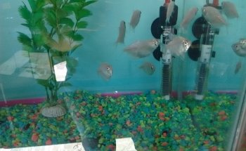 Estética Canina La Mascota