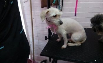 Acuafish y Estética Canina Pet boutique