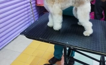 Acuafish y Estética Canina Pet boutique