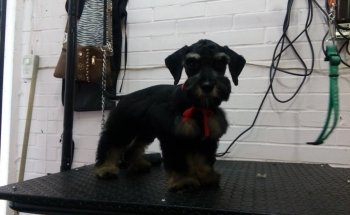 Acuafish y Estética Canina Pet boutique