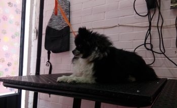 Acuafish y Estética Canina Pet boutique