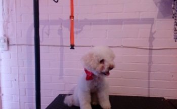 Acuafish y Estética Canina Pet boutique