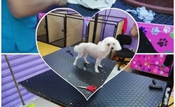 Acuafish y Estética Canina Pet boutique