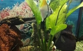 Acuario mundo acuático que pez