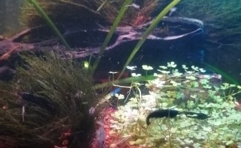 Acuario mundo acuático que pez