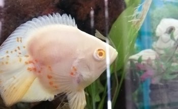 Acuario mundo acuático que pez