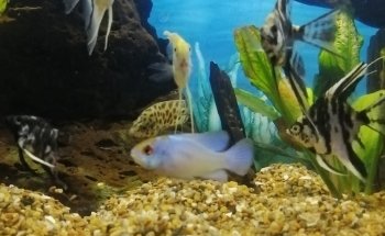 Acuario mundo acuático que pez