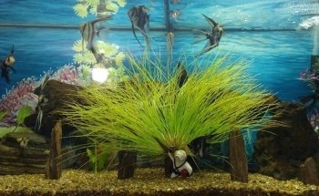 Acuario mundo acuático que pez