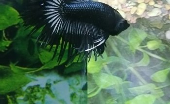 Acuario mundo acuático que pez