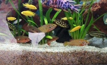 Acuario Mundo Acuático Pez