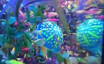 Acuario mundo acuático que pez