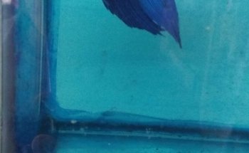 Acuario Ichthys