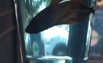Acuario Ichthys
