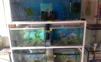 ACUARIO VIRGO