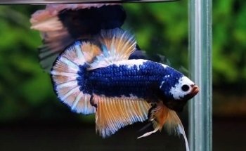 Maxi Bettas