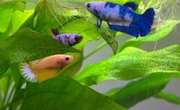 Maxi Bettas
