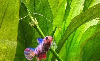 Maxi Bettas
