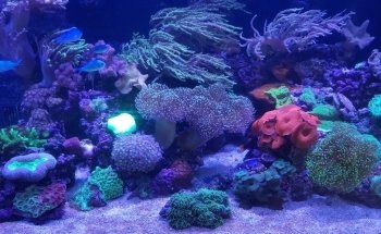 Coral Madness