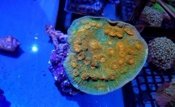 Coral Madness