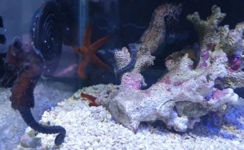 Coral Madness