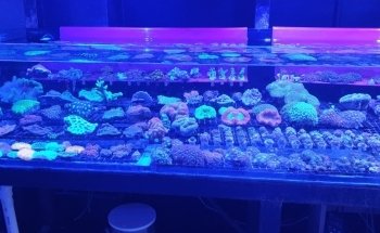 Coral Madness