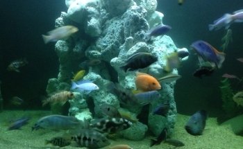 Coral Madness