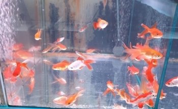 Coral Madness