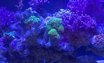 Aqua Reef