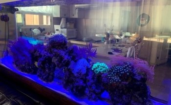 Aqua Reef