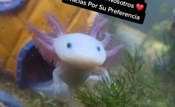 Acuario Angel Fish Monterrey