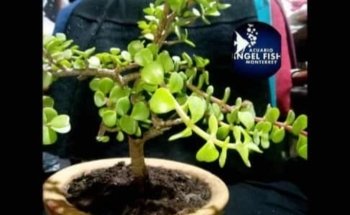 Acuario Angel Fish Monterrey