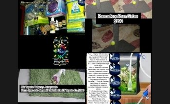 Acuario Angel Fish Monterrey