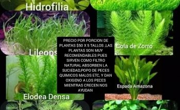 Acuario Angel Fish Monterrey