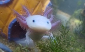 Acuario Angel Fish Monterrey