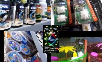 Acuario Angel Fish Monterrey