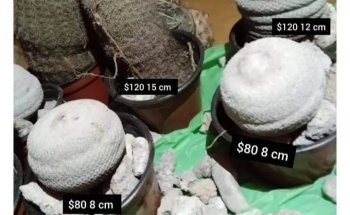 Acuario Angel Fish Monterrey