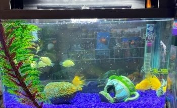 Acuario San Camilo