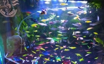 Acuario San Camilo