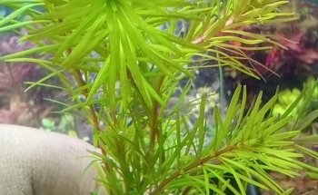 Acuario Tropical Fish & pets'