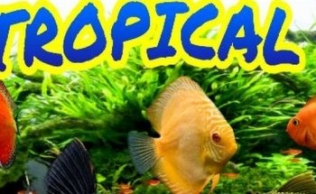 Tropical Fish & Pets Aquarium