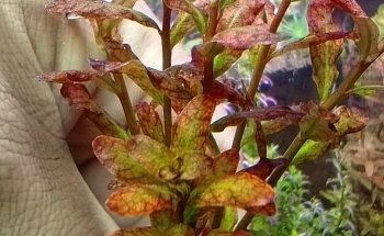 Acuario Tropical Fish & pets'