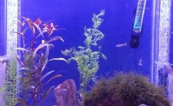 Acuario Tropical Fish & pets'