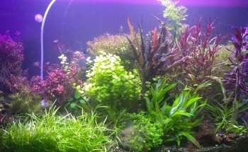 Acuario Tropical Fish & pets'