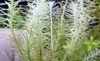 Acuario Tropical Fish & pets'